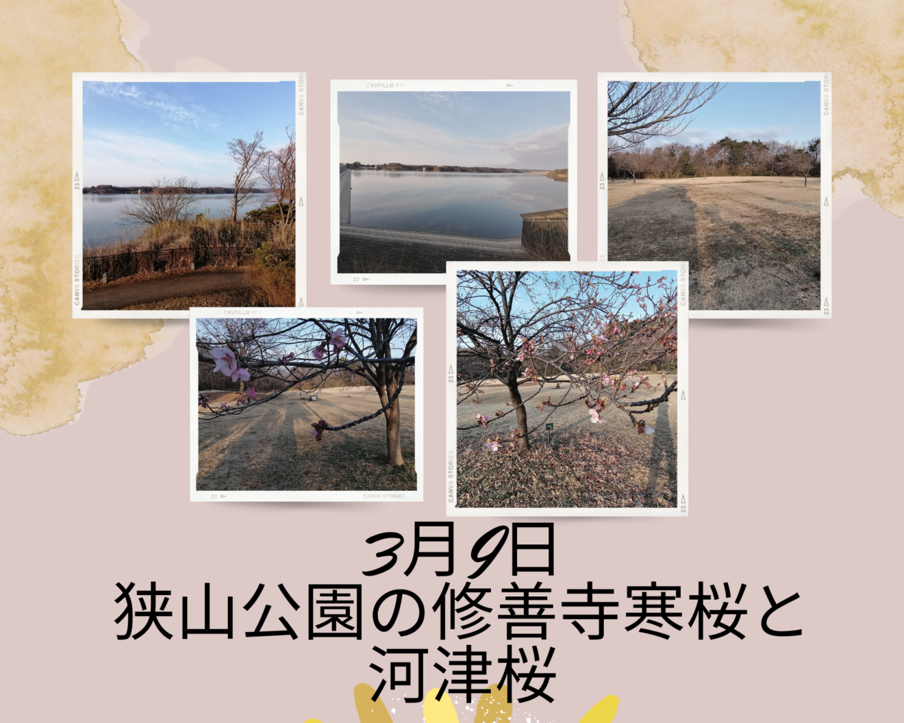 3月9日 狭山公園の修善寺寒桜と河津桜